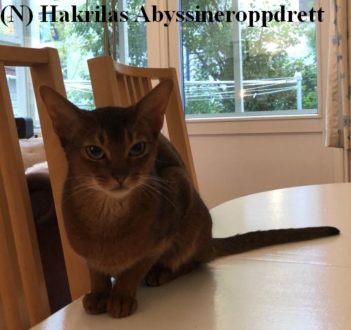 VISDOMSORD OM KATTEN <3 :)